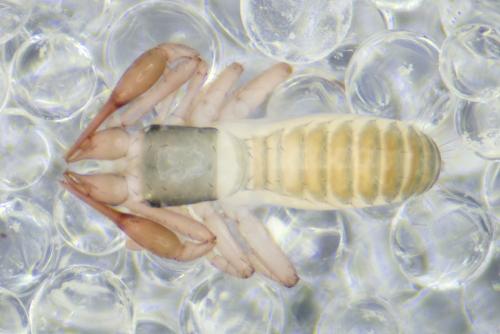 Ephippiochthonius sp.